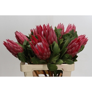 Protea Cynaroides Madiba