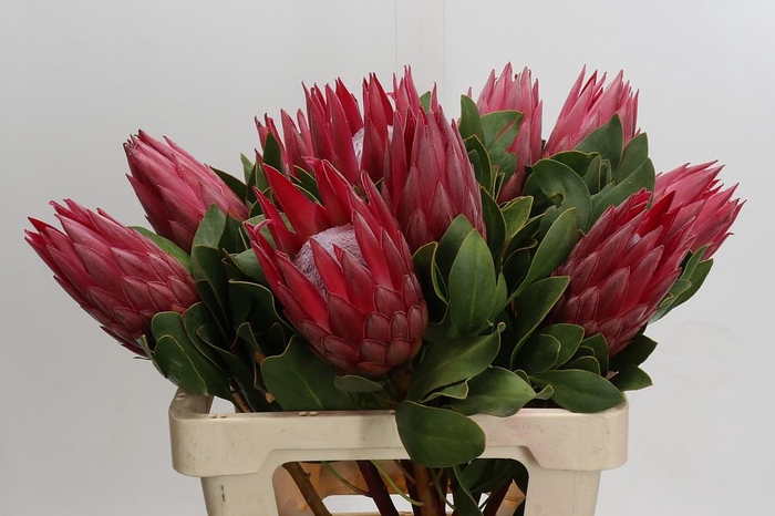<h4>Protea Cynaroides Madiba</h4>