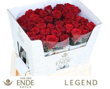 <h4>R GR RED NAOMI! A VAN DER ENDE</h4>