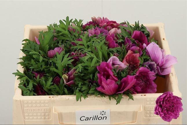 <h4>ANEM CO CARILL PINK</h4>