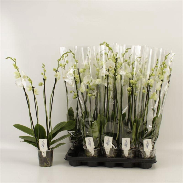 <h4>PHAL OV WIT</h4>