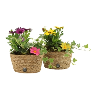 31702: Outdoor summer arrangement