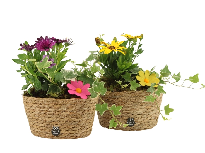 <h4>31702: Outdoor summer arrangement</h4>