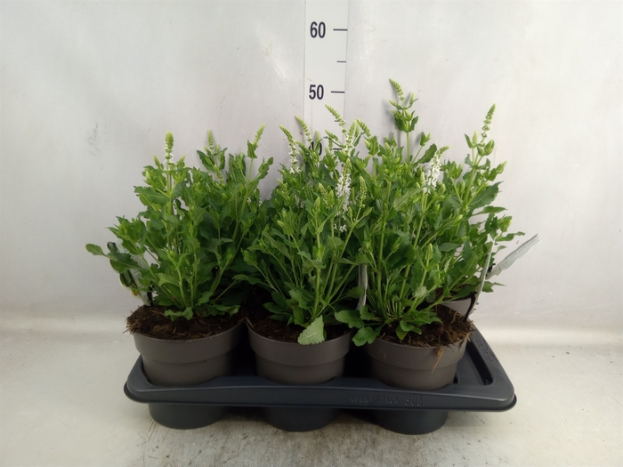 <h4>Salvia nemorosa 'Schneehugel'</h4>