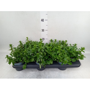 Scaevola aemula 'White Touch'