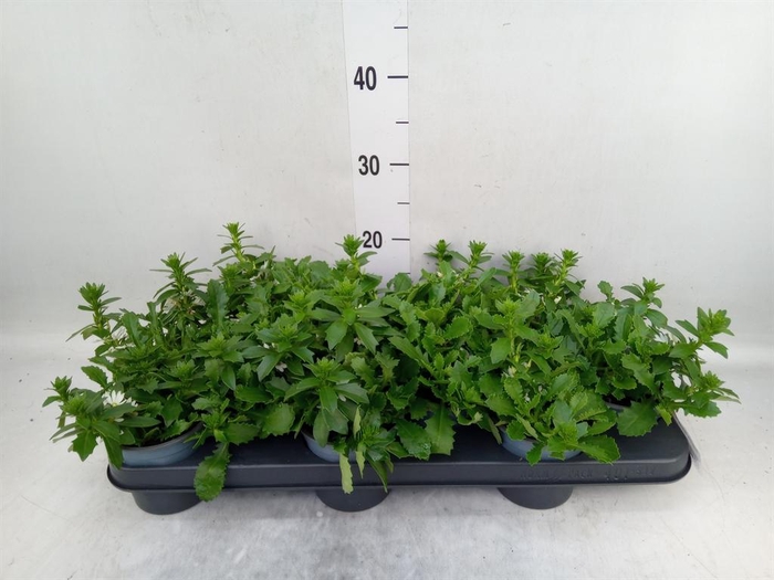 <h4>Scaevola aemula 'White Touch'</h4>