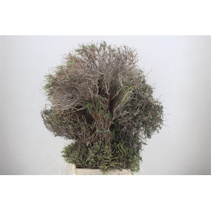 Euph Spinoza Long 500gr P Bunch