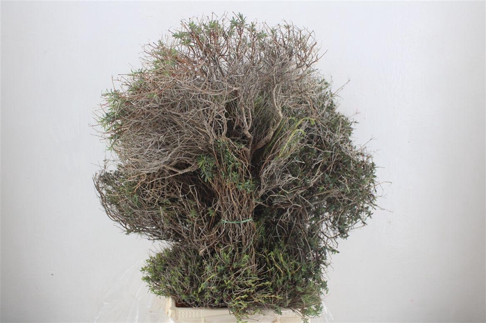 <h4>Euph Spinoza Long 500gr P Bunch</h4>