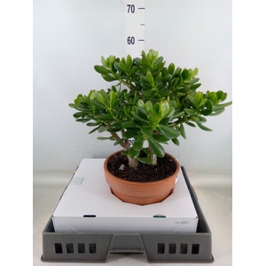 Crassula ovata
