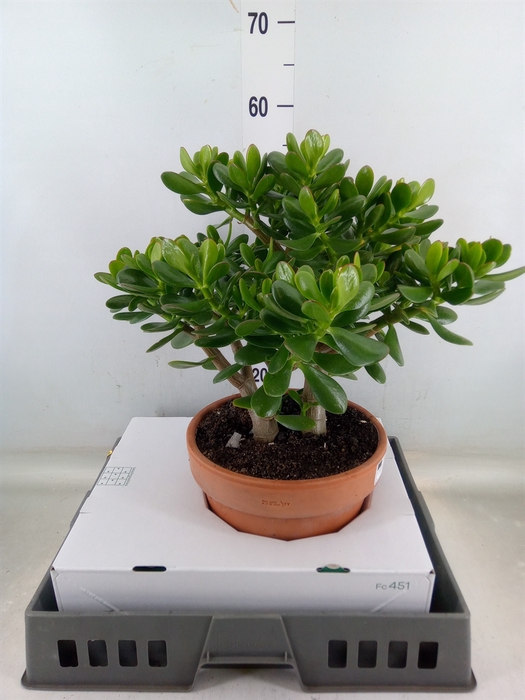 <h4>Crassula ovata</h4>