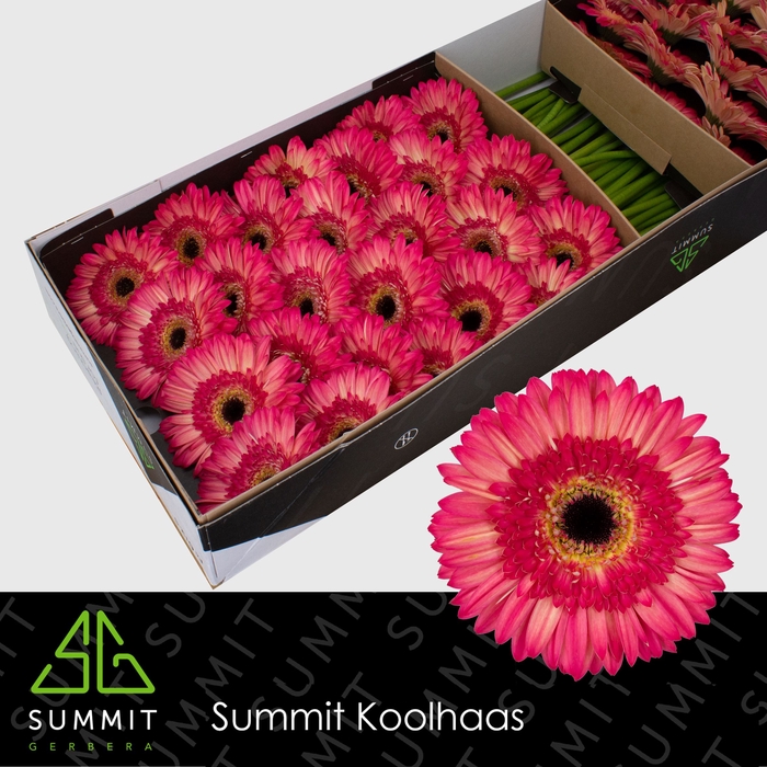 <h4>Gerbera Hippie chic Doos</h4>