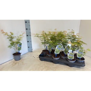 ACER PA EMERALD LACE