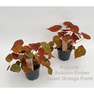 Begonia