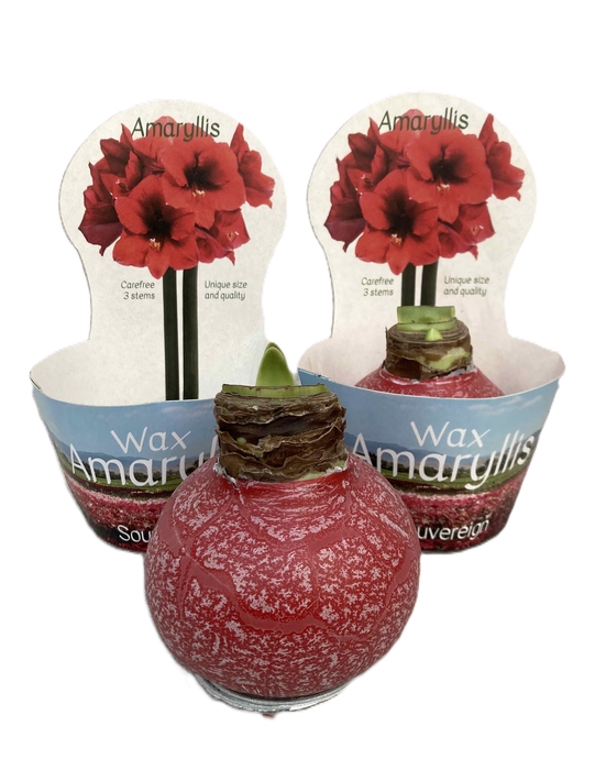 HIPPEASTRUM-HYBRID P14