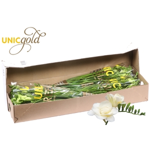 UG Hofland Oranjepolder BV - Volante 5x20 box
