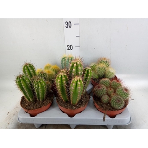 Cactus   ...mix