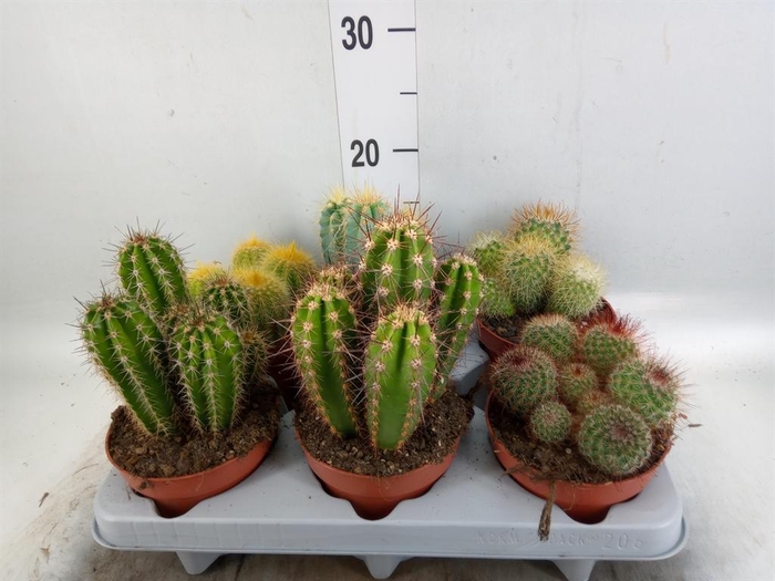 <h4>Cactus ...mix</h4>