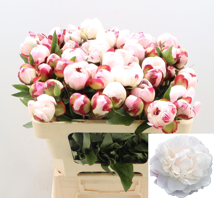 <h4>PAEO L GARDENIA</h4>