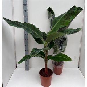 Musa Dwarf Cavendish
