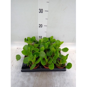 Pilea peperomioides