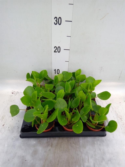 <h4>Pilea peperomioides</h4>