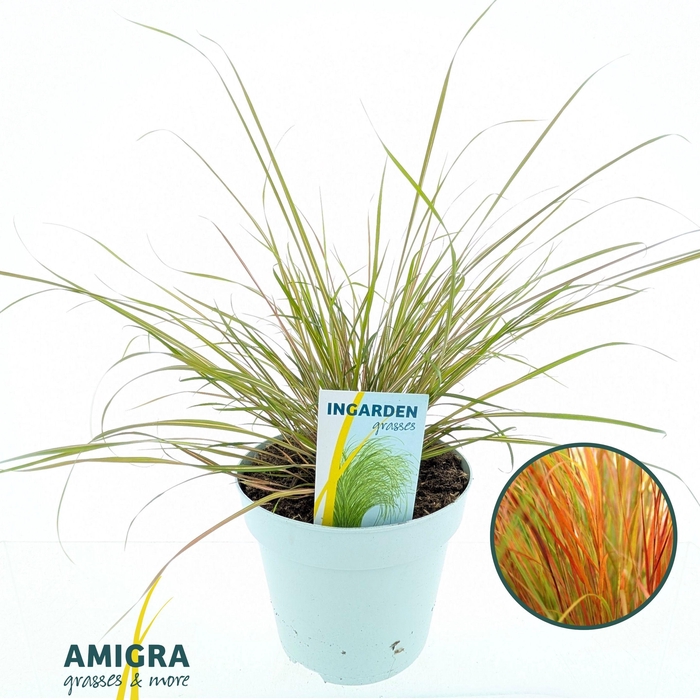 <h4>Stipa Arundinacea “Pheasant”</h4>