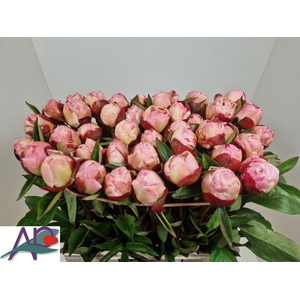 PAEO L GARDENIA