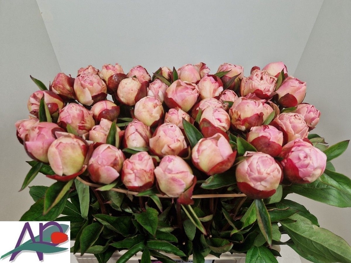 <h4>PAEO L GARDENIA</h4>