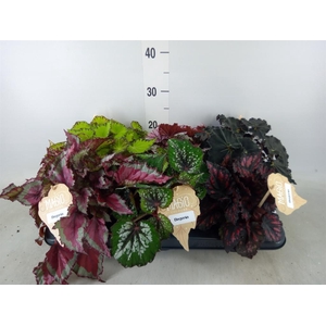 Begonia BD rex   ...mix