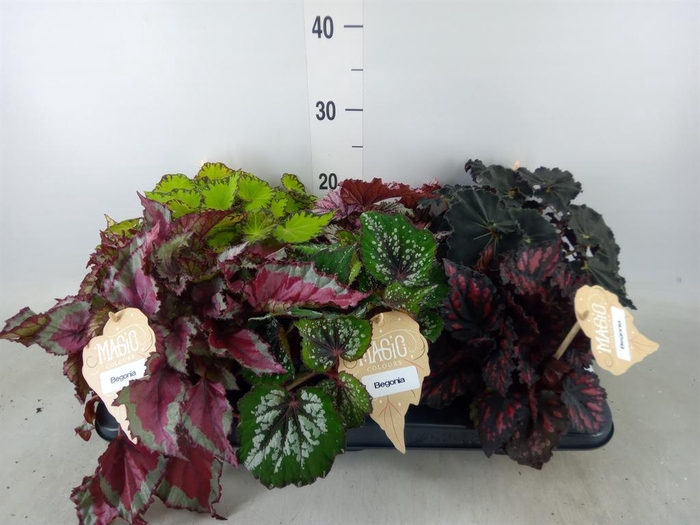 <h4>Begonia BD rex   ...mix</h4>