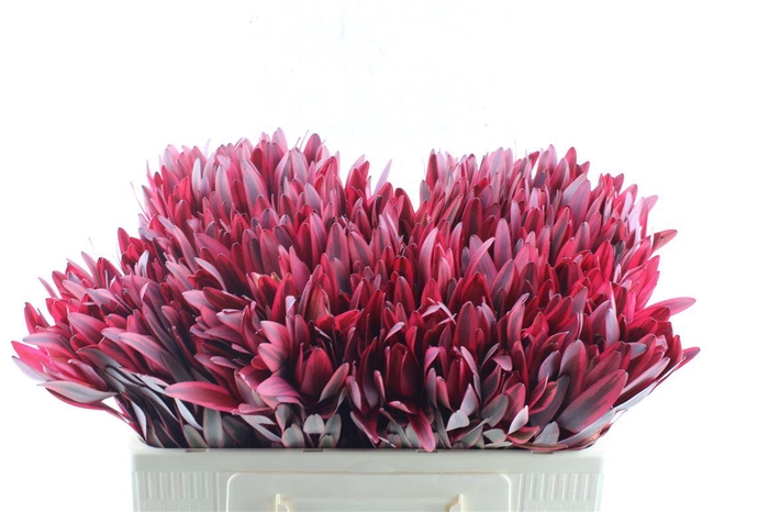 <h4>Leucad Jester</h4>