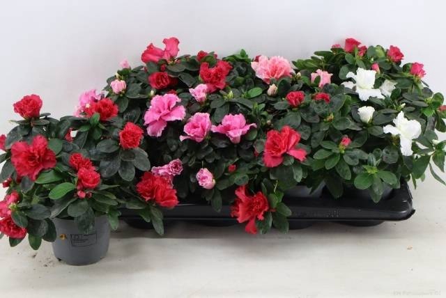 <h4>RHODO SI VOGEL GEM</h4>