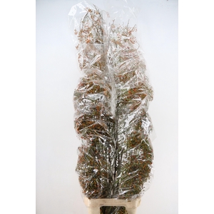 ROSA CORALLO ORANGE EXTRA 200CM