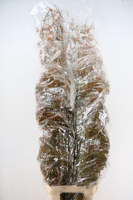 <h4>ROSA CORALLO ORANGE EXTRA 200CM</h4>