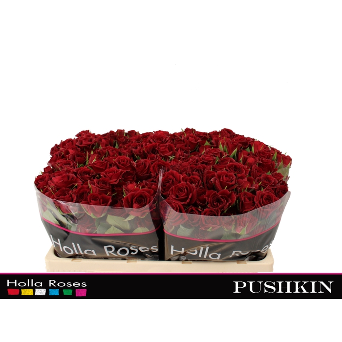 <h4>Pushkin</h4>