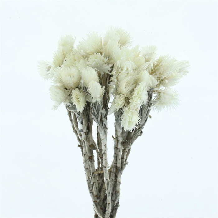 <h4>KAAPS CAPE SNOW*</h4>