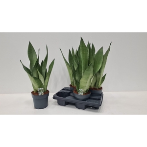 SANSEV TRIFASCIA  OV