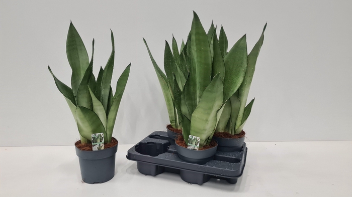 <h4>SANSEV TRIFASCIA  OV</h4>