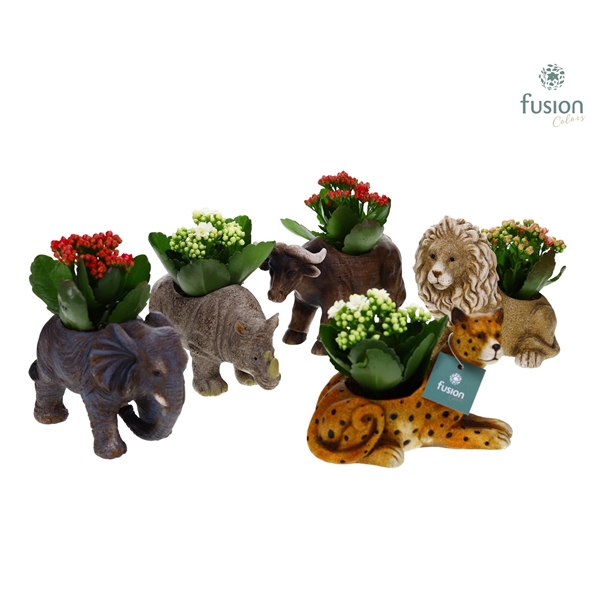 <h4>Dieren Big 5 keramiek Medium met Kalanchoe</h4>