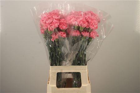 <h4>Di St Ikebana</h4>