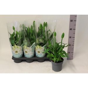 ORNITHOGALUM THYRSOI