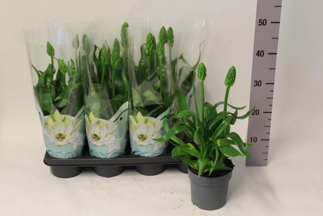 <h4>ORNITHOGALUM THYRSOI</h4>