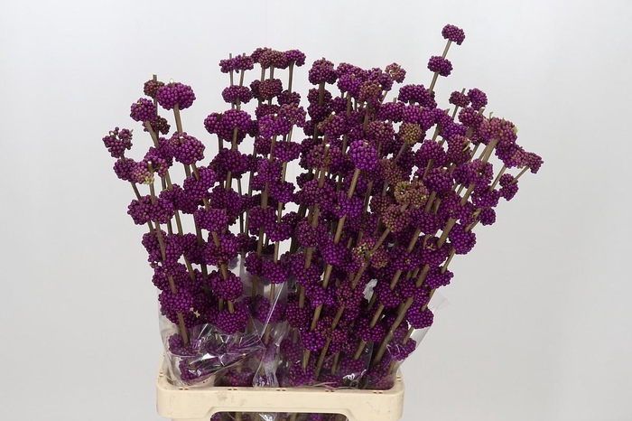 <h4>Callicarpa Bodinieri Var Giraldii</h4>