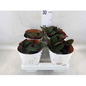 Ludisia discolor