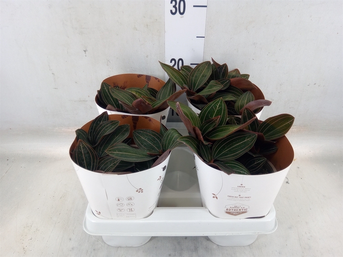 <h4>Ludisia discolor</h4>