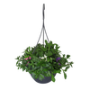 Hangpotten 23 cm Scaevola Trio