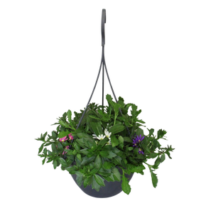 Hangpotten 23 cm Scaevola Trio