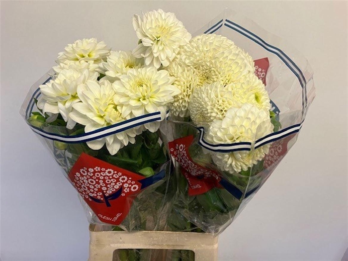 <h4>DAHL GEM IN FUST</h4>