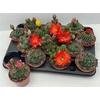 Cactus Bloeiend Gem