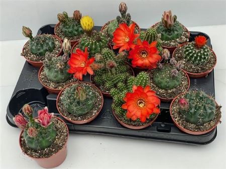 Cactus Bloeiend Gem